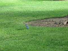 Aphelocoma californica