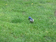 Aphelocoma californica