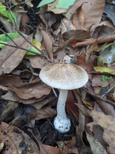 Marbled Death Cap