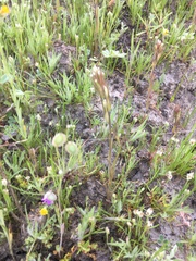 Castilleja attenuata