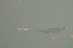 Girardinichthys multiradiatus