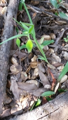 Calochortus pulchellus