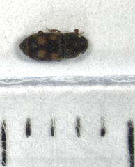 Nitidula carnaria