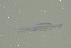 Girardinichthys multiradiatus