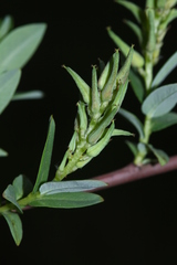 Salix myrtilloides