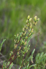 Salix myrtilloides