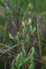 Salix myrtilloides