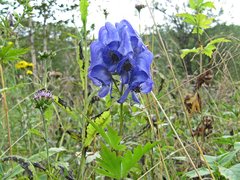 Aconitum taigicola