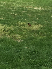 Turdus migratorius