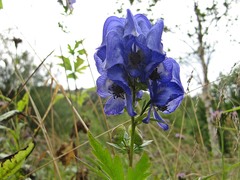 Aconitum taigicola