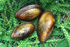 Venustaconcha ellipsiformis