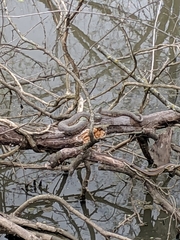 Nerodia rhombifer