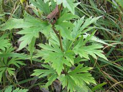 Aconitum taigicola