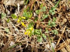 Corydalis flavula