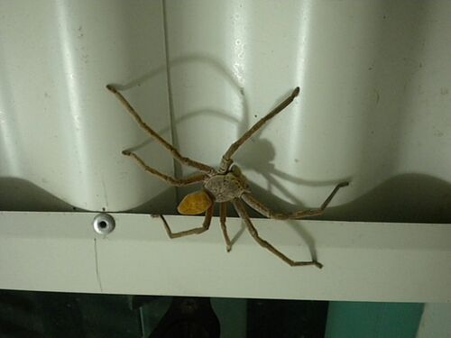 Lion Huntsman