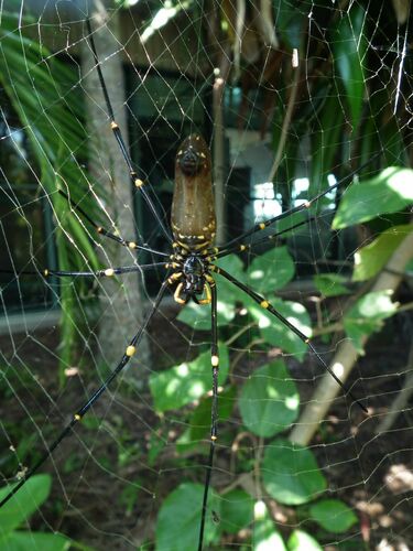 Giant Golden Orbweaver