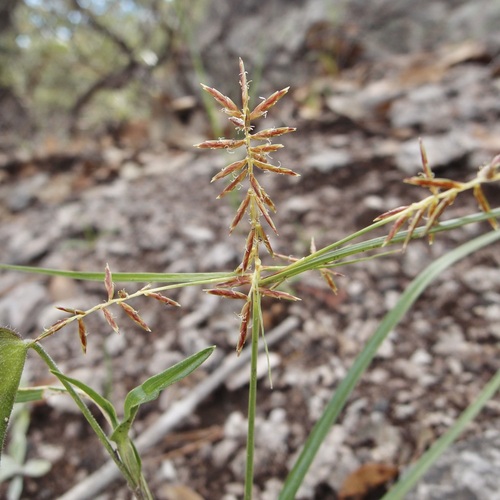 Cyperus hypopitys G. Tucker