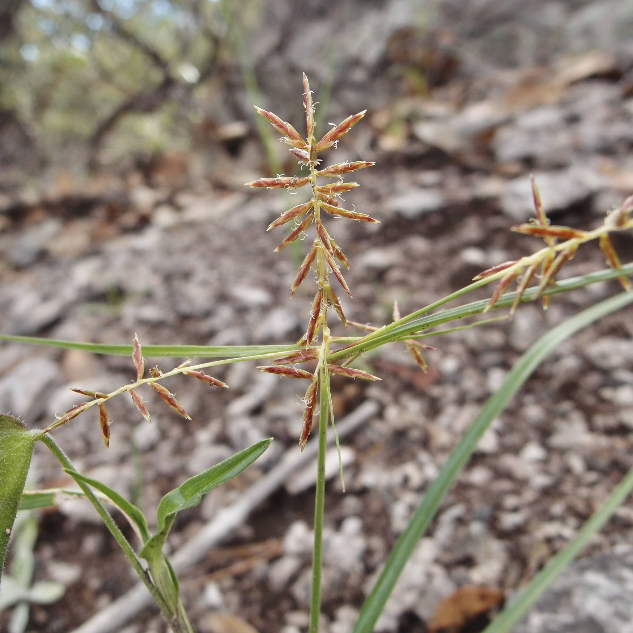 Cyperus hypopitys