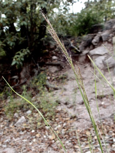 Mountain muhly (Muhlenbergia montana)