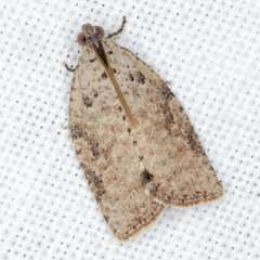Meritastis laganodes