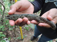 Ctenosaura oaxacana