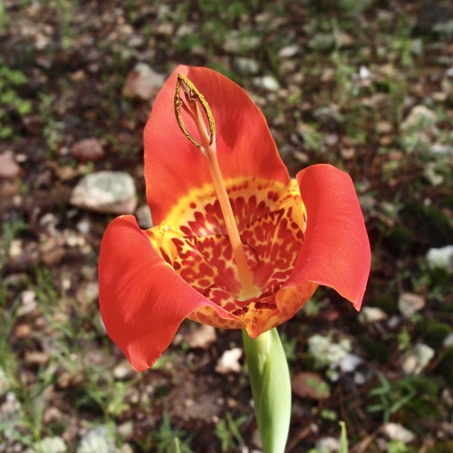 Tigridia pavonia