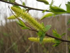 Salix nipponica