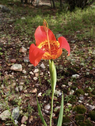 Tigridia pavonia