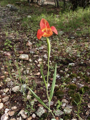 Tigridia pavonia