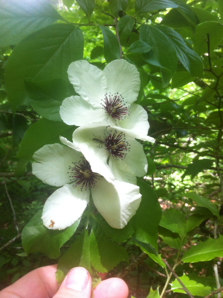 Stewartia malacodendron