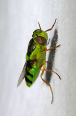 Odontomyia cincta
