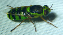 Odontomyia cincta