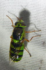 Odontomyia cincta