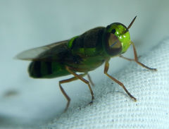 Odontomyia cincta