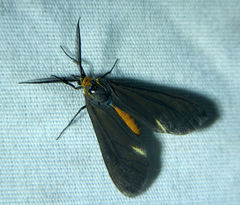 Dahana atripennis