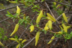 Salix nipponica