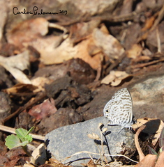 Leptotes cassius cassidula