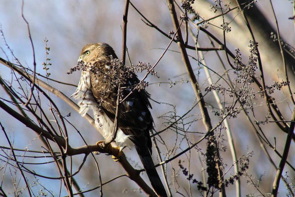 Cooper's Hawk from National Pines Dr, McKinney, TX, US on December 29