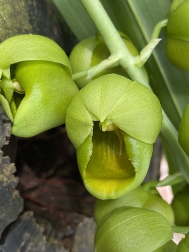 Hooker's Catasetum