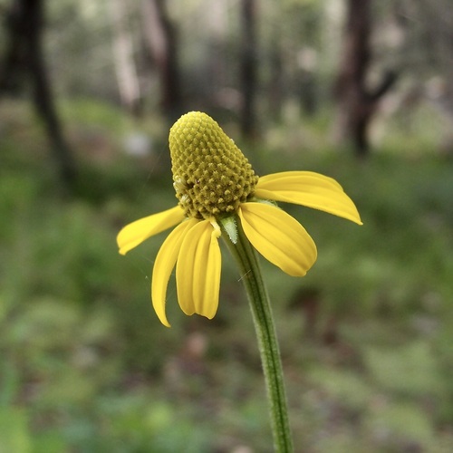 Mexican Coneflower (Ratibida mexicana)