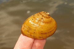 Ellipsaria lineolata