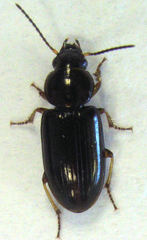 Haplanister crypticus