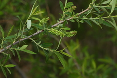 Salix nipponica