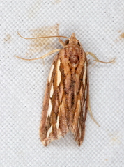 Meyrickella torquesauria