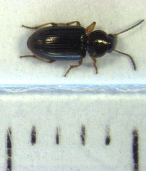 Haplanister crypticus