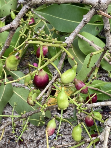 Syzygium, photographed by an iNaturalist contributor