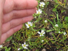 Cerastium nutans