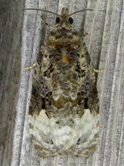 Apotomis capreana