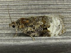 Apotomis capreana