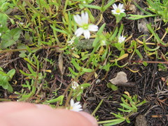 Cerastium nutans